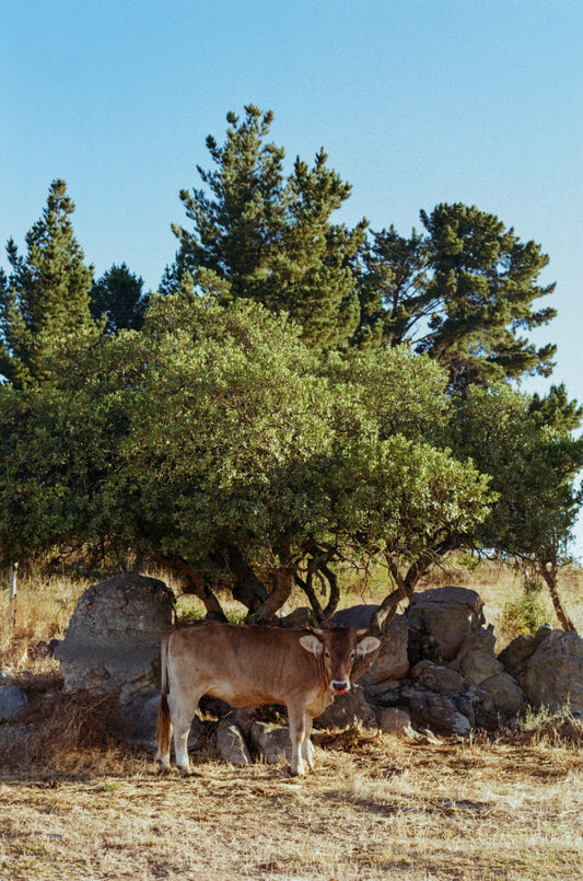 Herd Share