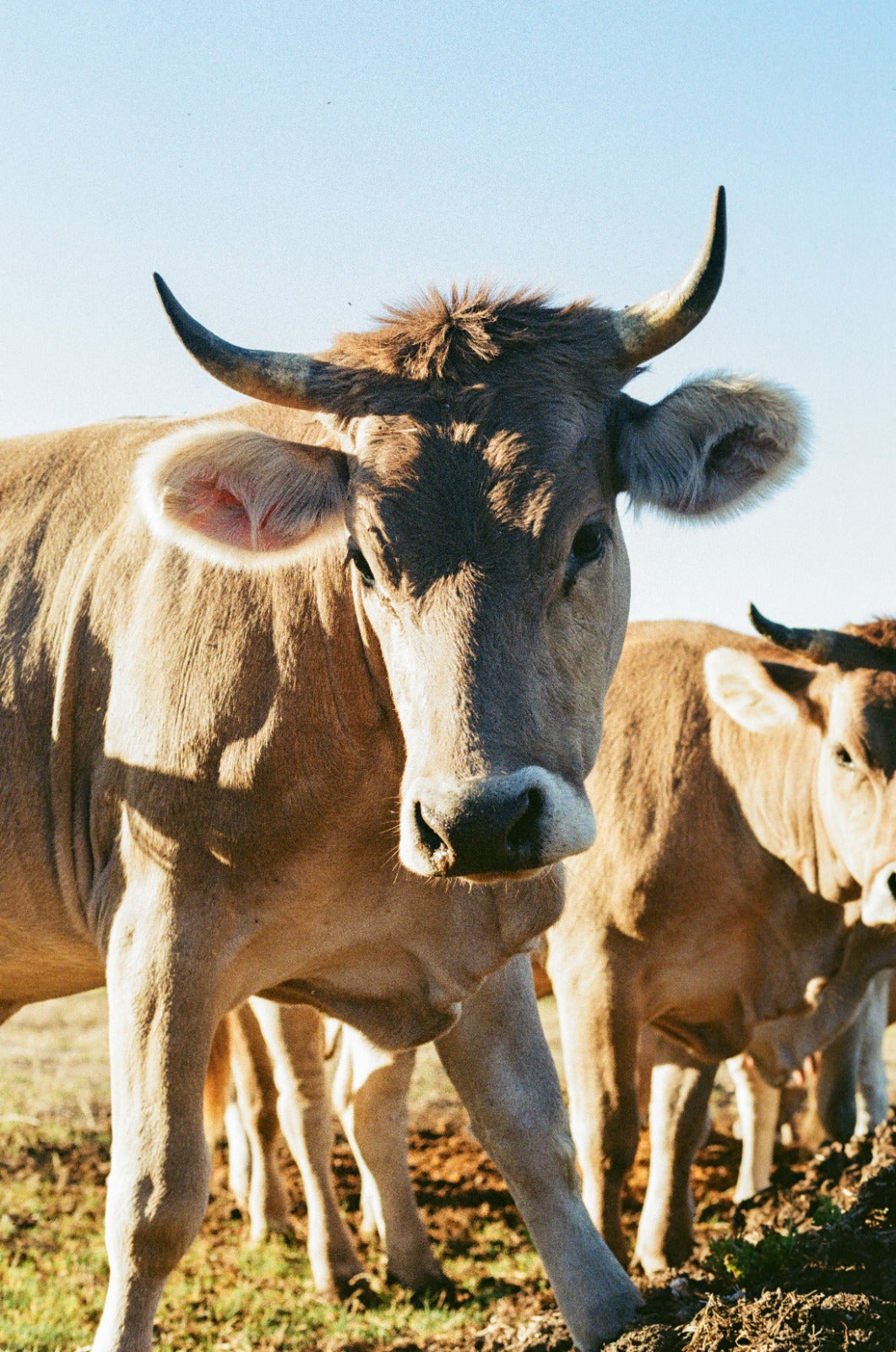 Herd Share