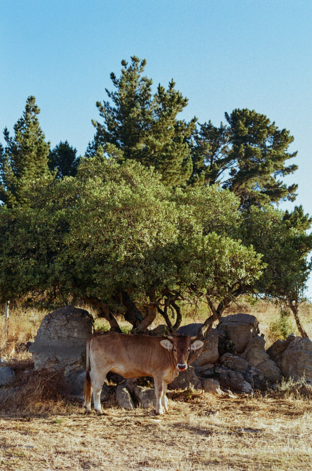 Herd Share