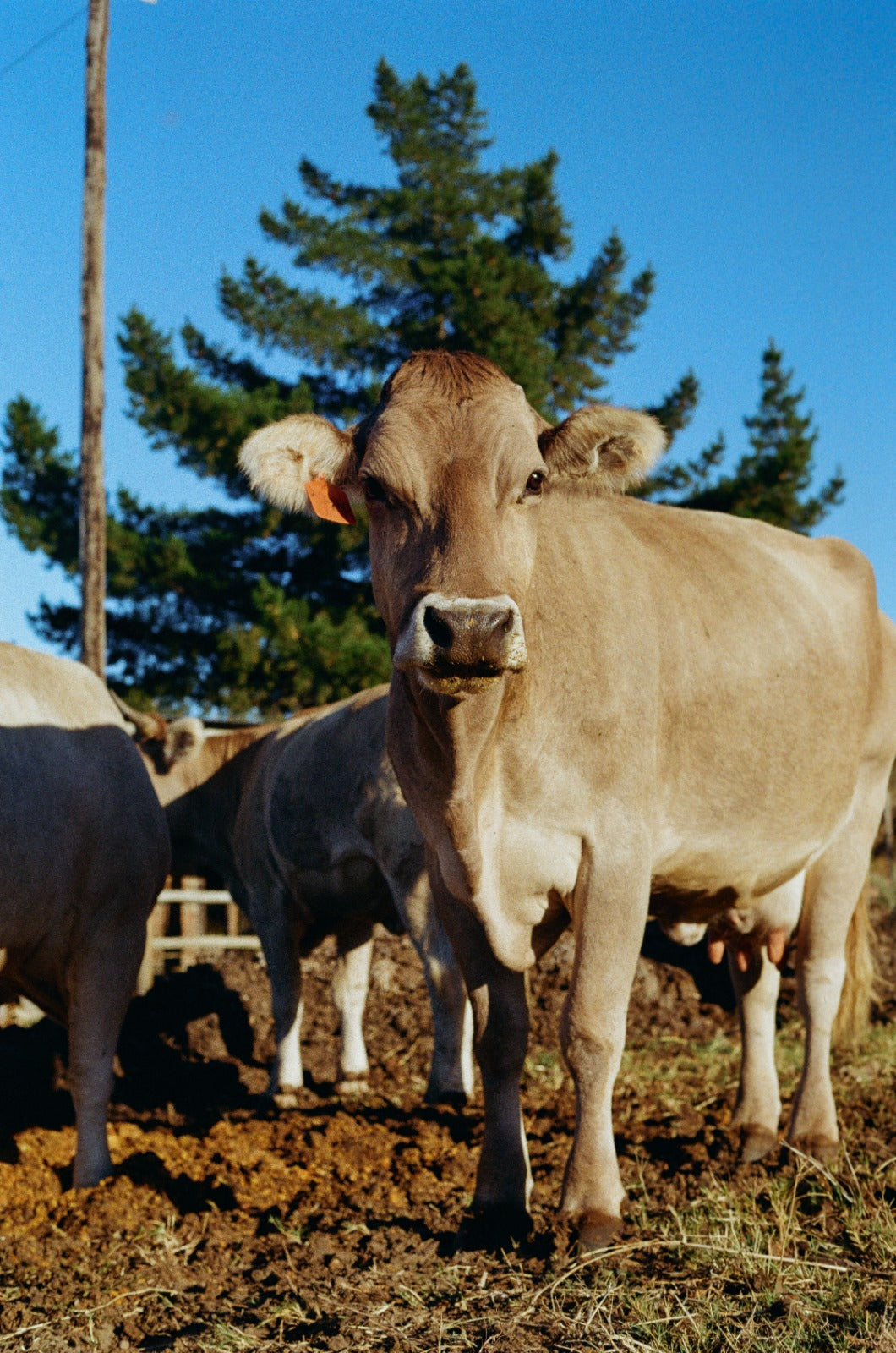 Herd Share