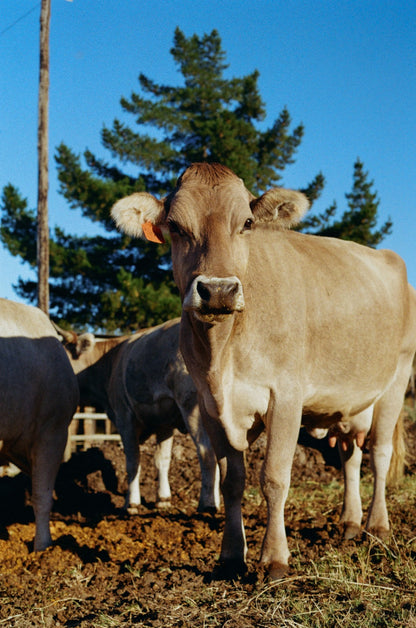 Herd Share