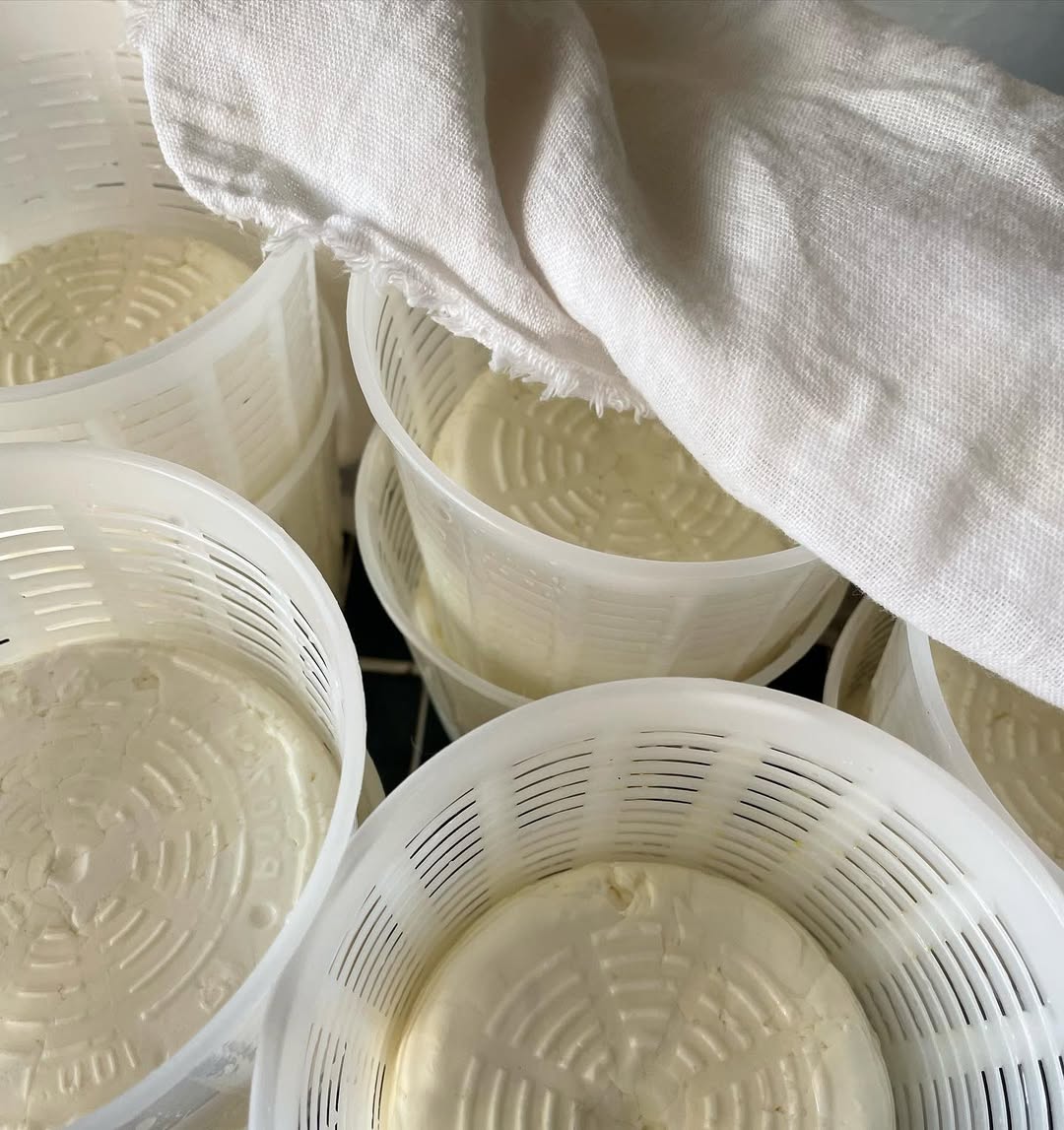 Ricotta
