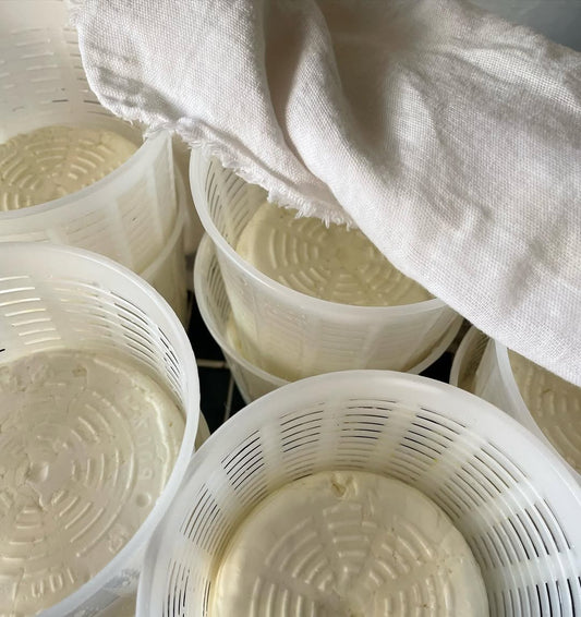 Ricotta